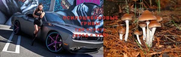 крисы Гусев