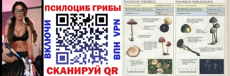 Псилоцибиновые грибы Psilocybine cubensis  Купить  Зеленокумск 